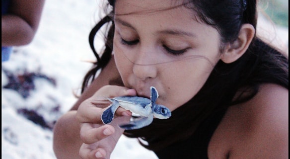 Volunteering for the Baby Sea Turtle Hatching in Cozumel Mexico is a great activity in Cozumel