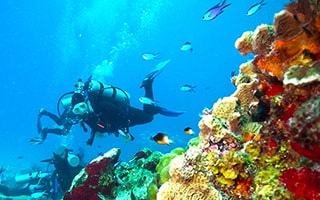 things to do at cozumel with diving at palancar reefs