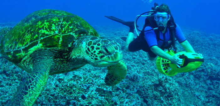 The Green Turtle in Cozumel while Diving in Cozumel Mexico
