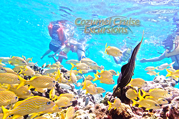 guided cozumel snorkel tour and beach club in cozumel mexico