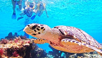 Cozumel Snorkeling tours are rated #1 for best snorkeling in Cozumel with our Cozumel snorkel tours