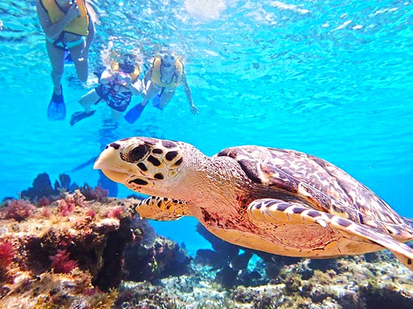 el cielo cozumel snorkel and party tour in cozumel party boat with tiger adventures