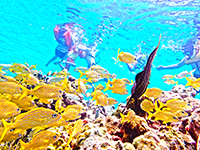 Discover Cozumel's Mesmerizing Reefs with our Cozumel Snorkel Excursion