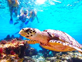 Snorkel the Best Cozumel Reefs with our #1 Snorkel Tour in Cozumel Mexico