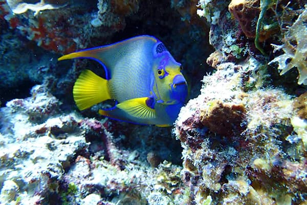 Cozumel Snorkel Tour - Cozumel excursion photo 1