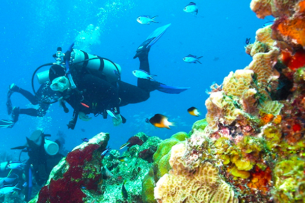 Diving Cozumel 50% OFF | Learn to Dive Cozumel Mexico