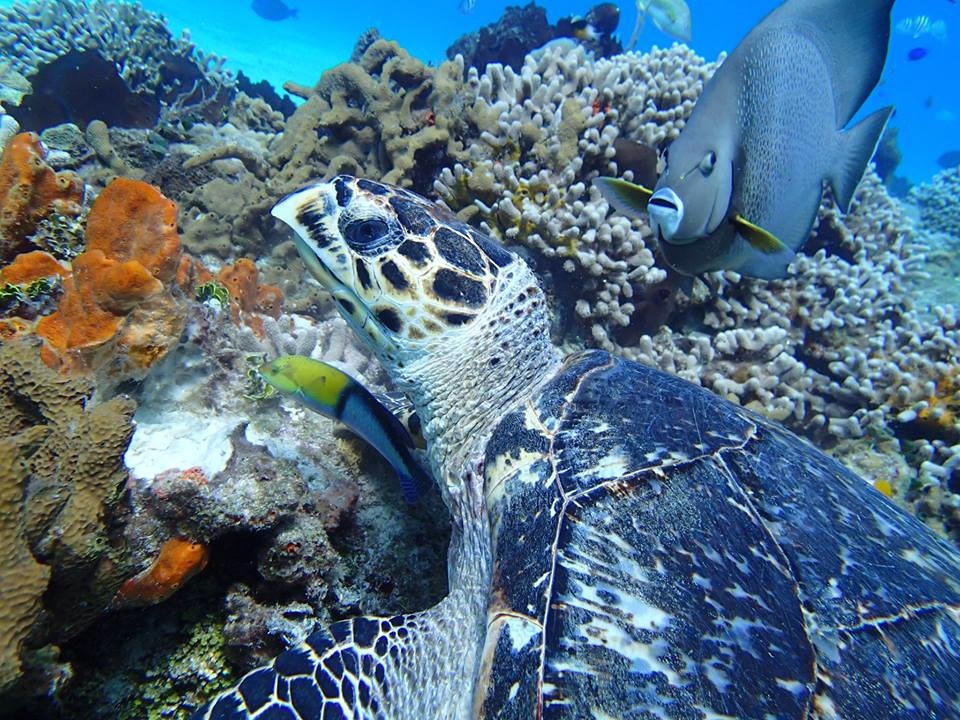 Discover Scuba Diving Cozumel
